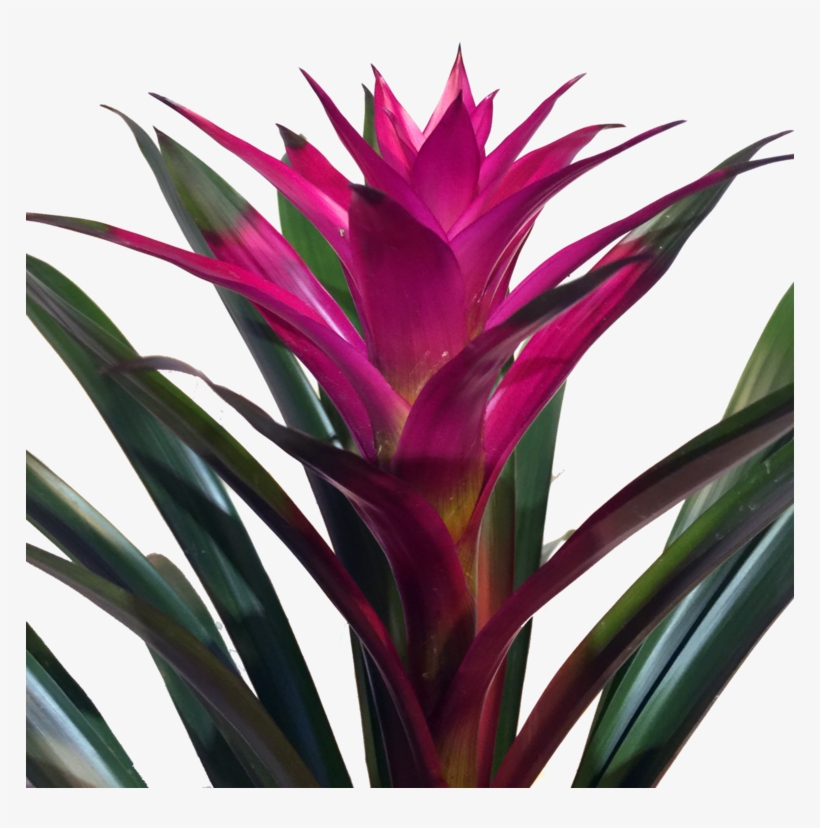 Bromelias Moradas Potted Plants, Air Plants, Indoor - Guzmania, transparent png download