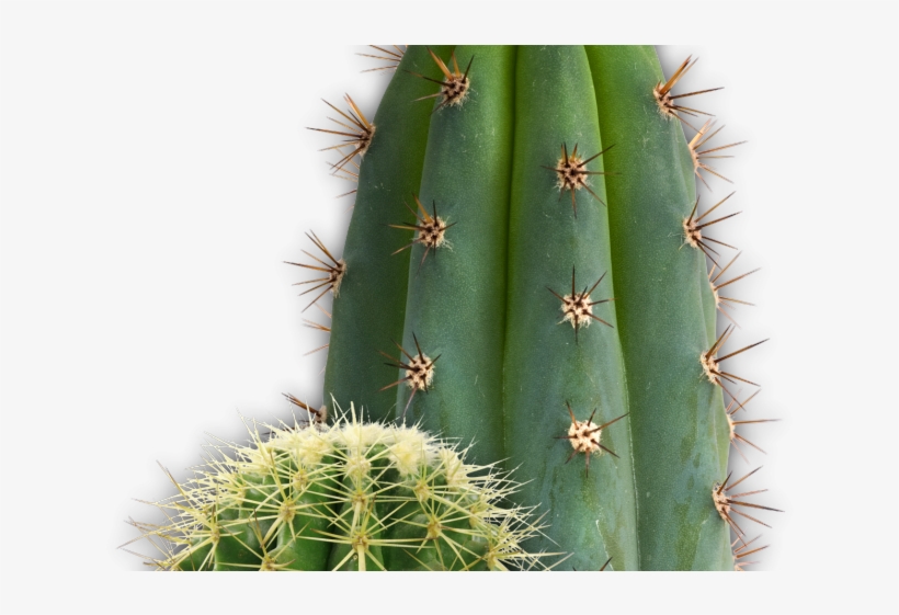 Cactus Clipart San Pedro - Cactus, transparent png download