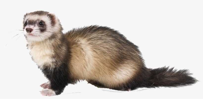 Animals Should Be Named, transparent png download