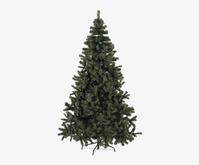 Spruce Christmas Tree, transparent png download