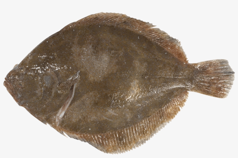 Sole, transparent png download