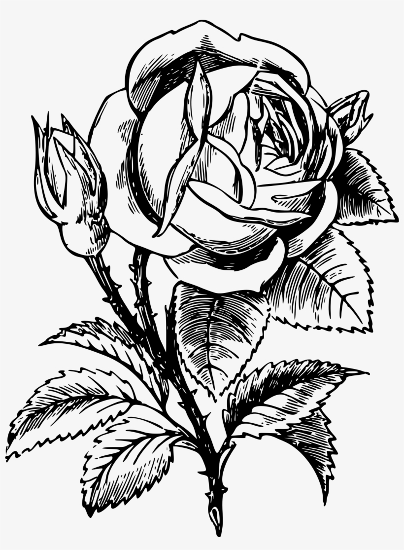 This Free Icons Png Design Of Rose 10, transparent png download