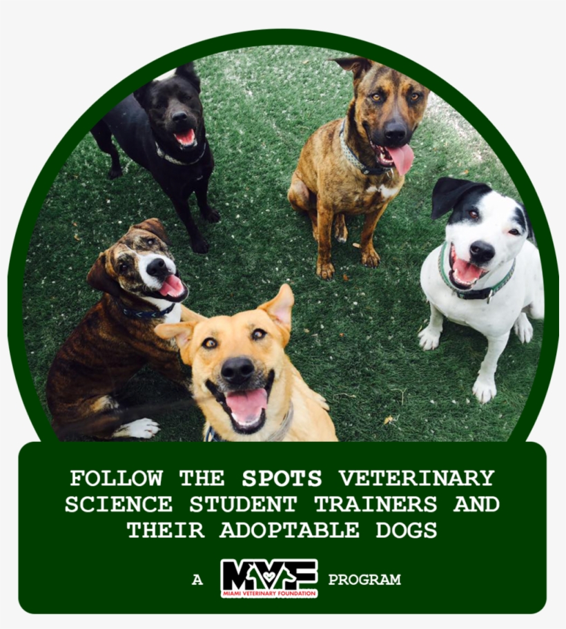 Click On The Icon To Follow The Spots Students Of Felix - Guard Dog, transparent png download