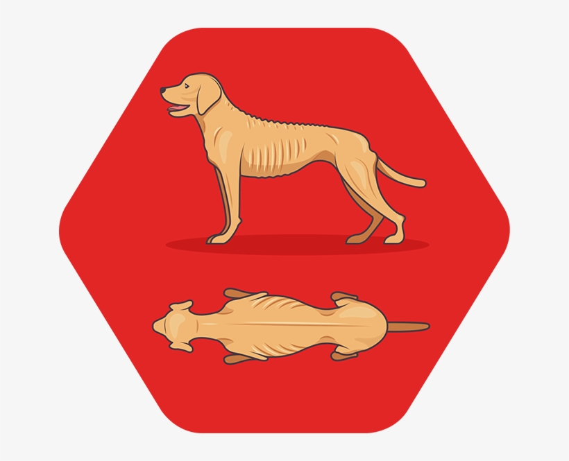 Image - Ancient Dog Breeds, transparent png download