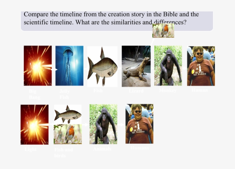 Cover Image - Cat Fish, transparent png download