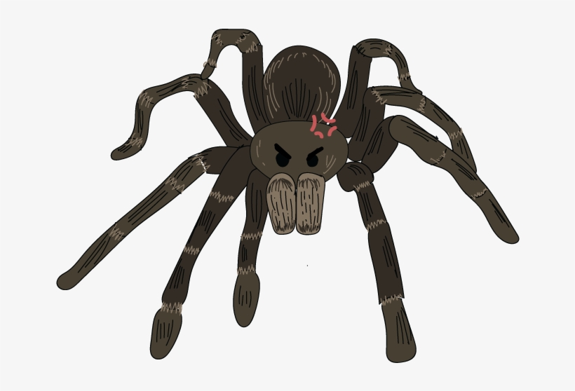 It Applies To All Kind Even The Most Docile Breed Of - Tarantula, transparent png download