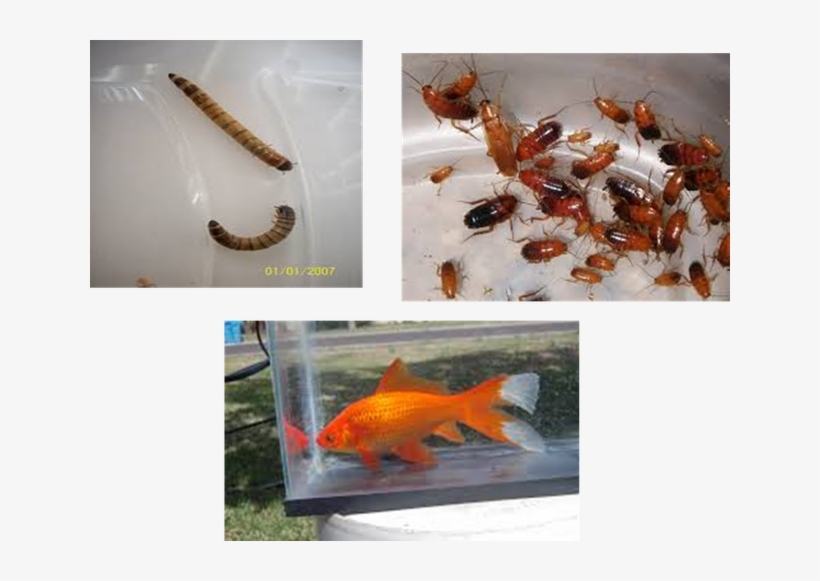 10 - Big Do Goldfish Get, transparent png download