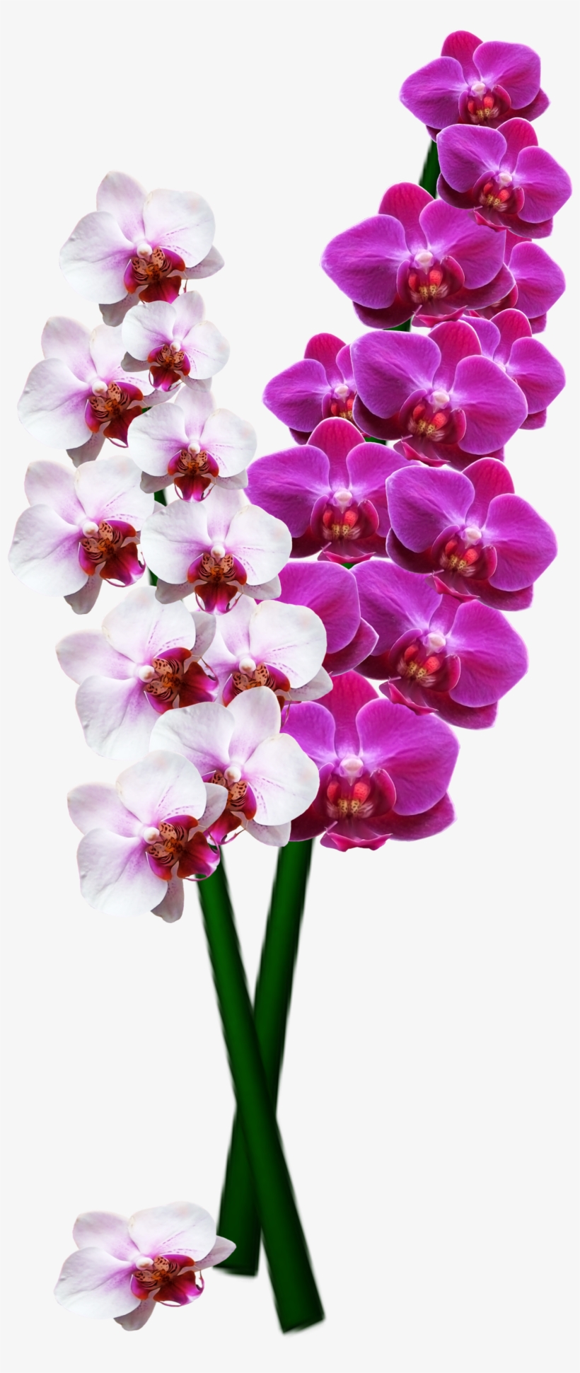 Orchid, transparent png download