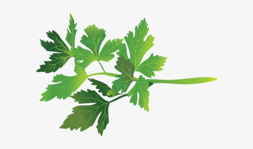 Parsley Clipart Transparent - Parsley, transparent png download