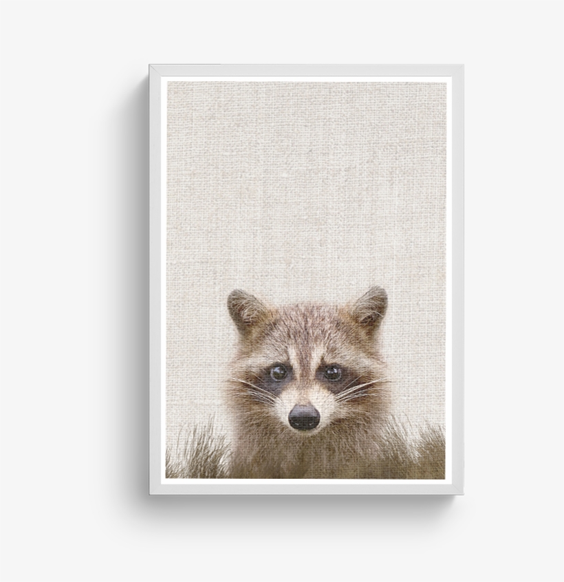 Racoon - Procyon, transparent png download