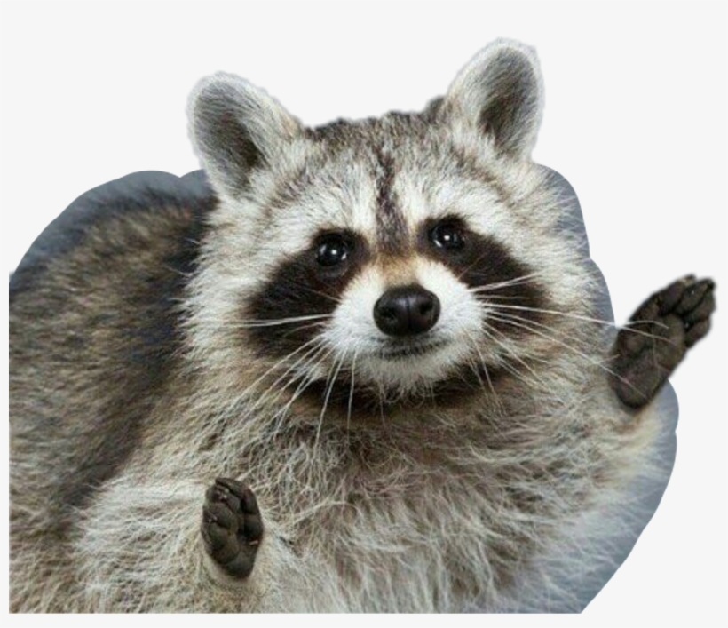 #fun #racoon #너굴맨 #너구리 #귀여워 #cute - Fluffy Raccoon, transparent png download