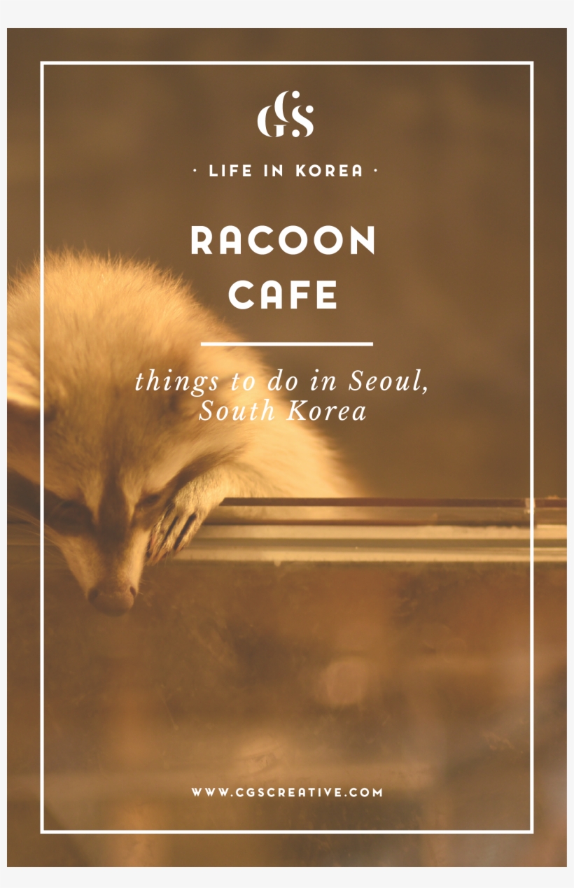 Racoon Cafe In Seoul, South Korea, transparent png download