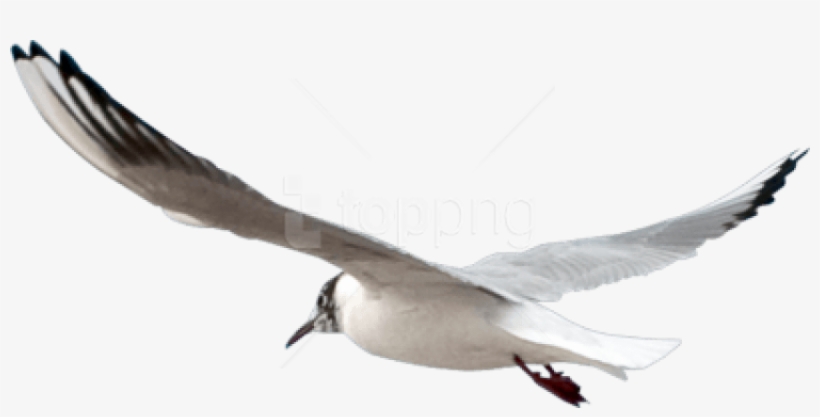 Free Png Download Gull Png Images Background Png Images - Seagull Psd, transparent png download