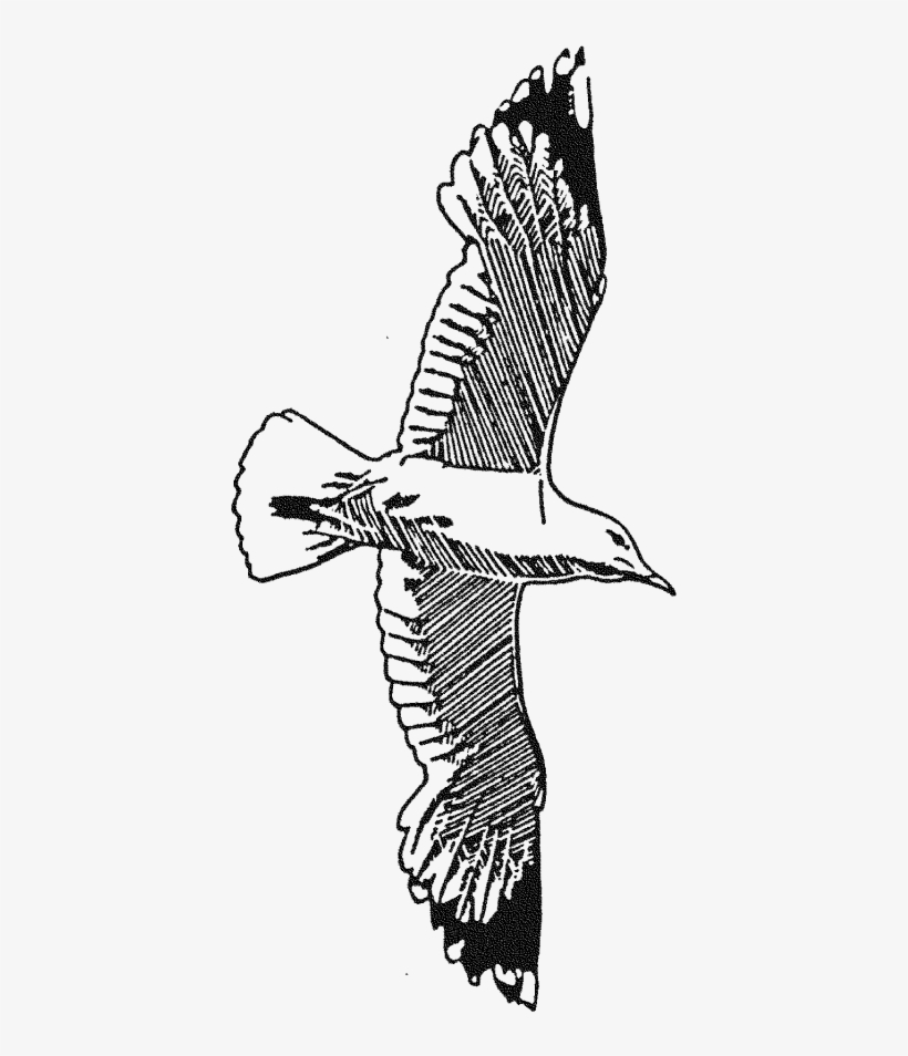 Rubber Stamps - Seagull - Osprey, transparent png download