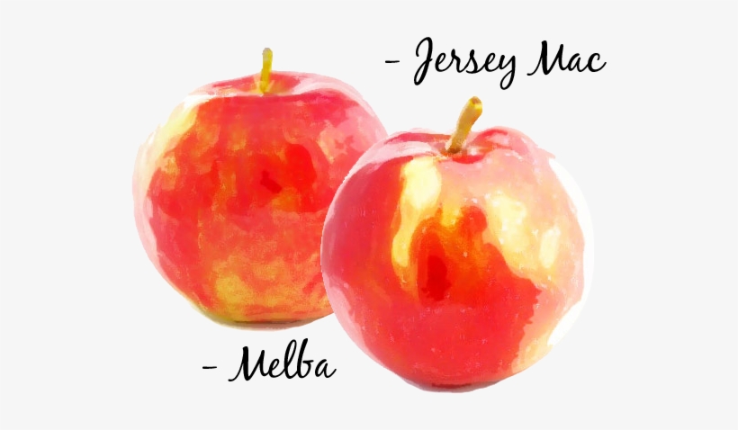 Apple Picking Season Has Begun - Mcintosh, transparent png download