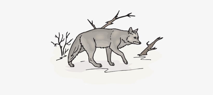 Snow Wolf - Wolf, transparent png download
