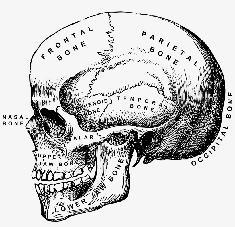 Picture Download Big Image Png - Human Skull Clip Art, transparent png download