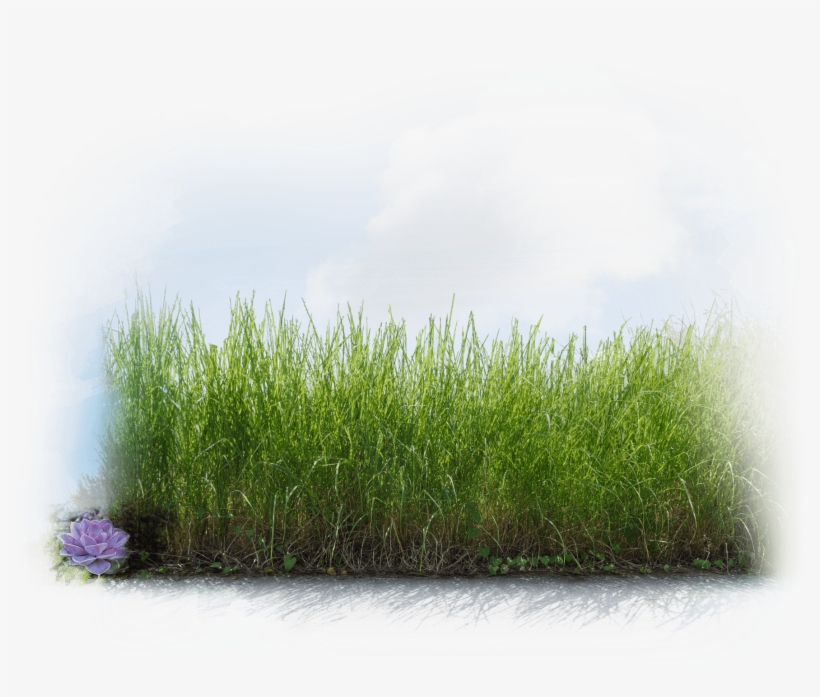 Walkable Neighborhood With Trails - Neighbourhood, transparent png download