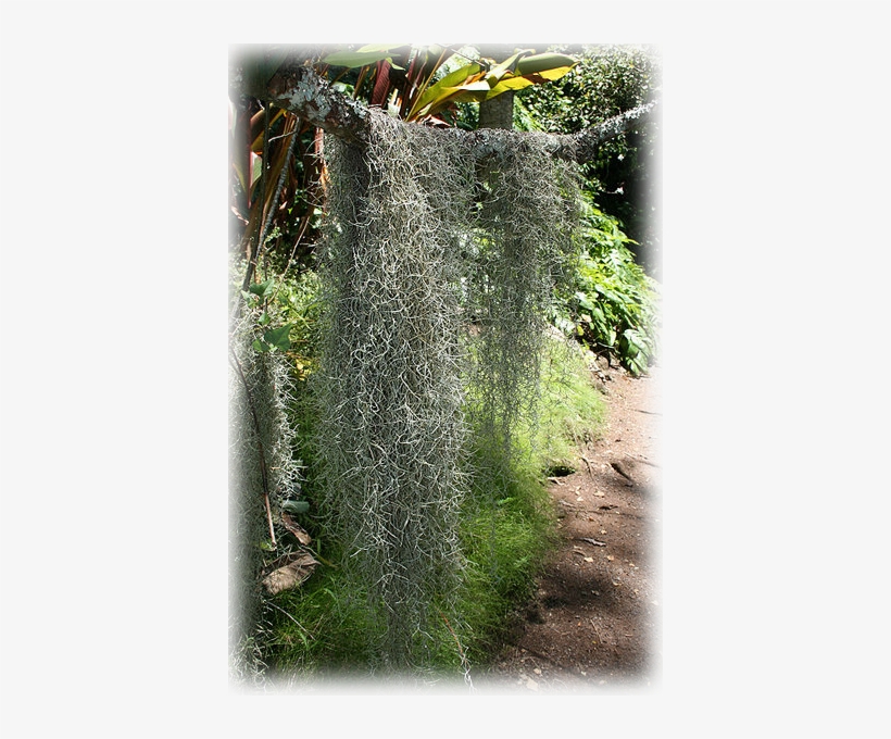 Pause - Using Spanish Moss For Halloween Decor, transparent png download
