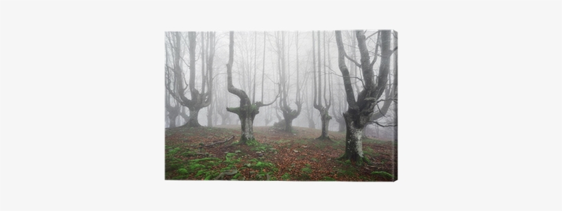 Paisajes De Bosques Tenebrosos, transparent png download