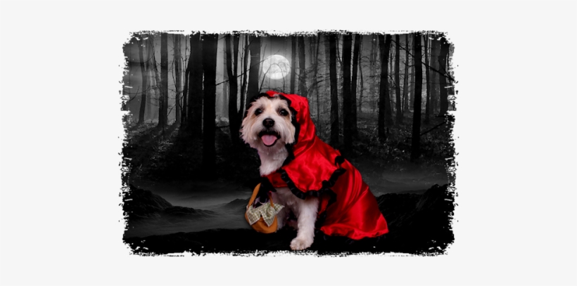 I Couldn't Resist Placing Her Into A Very Spooky Forest - Postcard, transparent png download