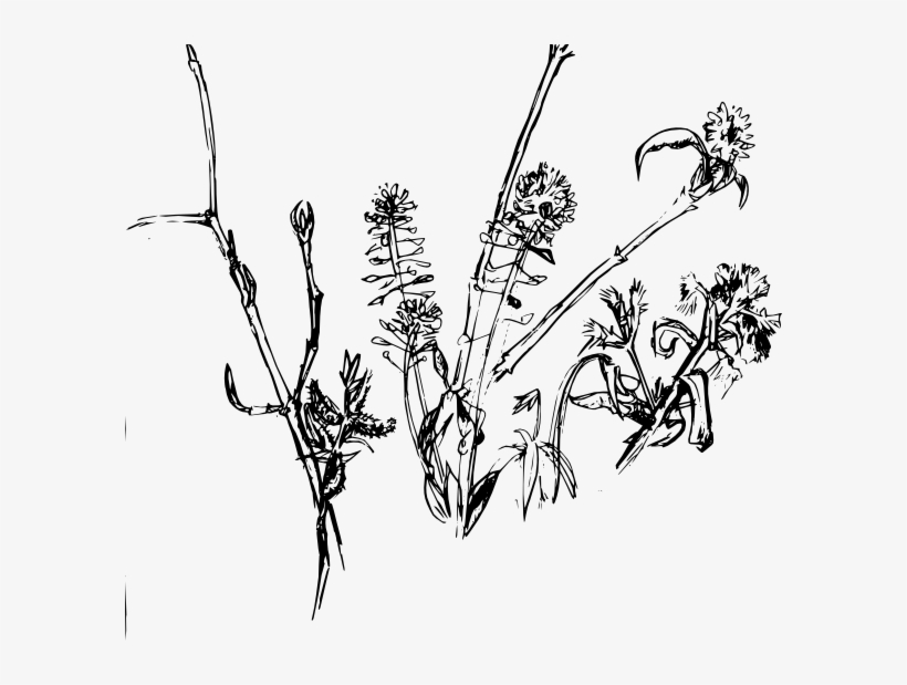 Forest Plants2004 Clipart Png For Web, transparent png download
