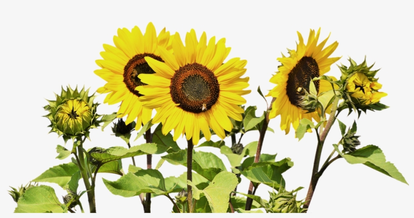 Sunflower Bunch - Common Sunflower, transparent png download