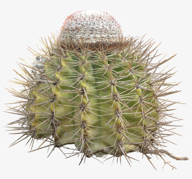 Png Cactus Texture - Cactus, transparent png download