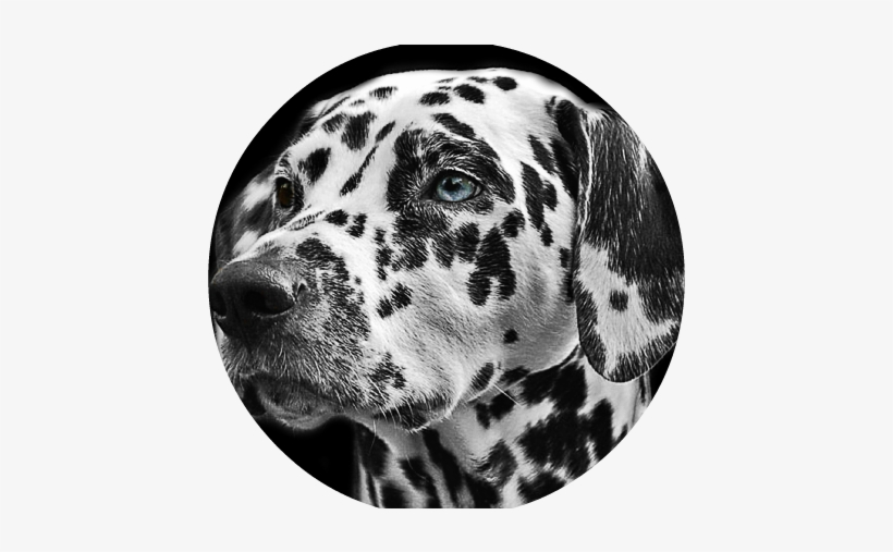 Dalmatians Dog Animal Head - Animal Portraits Black And White, transparent png download