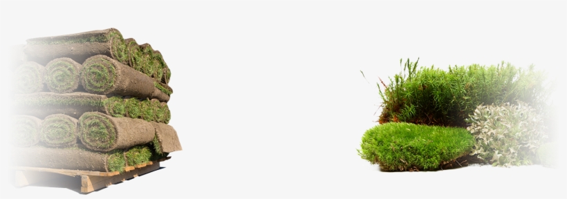 Landscaping And Sod - Sod, transparent png download