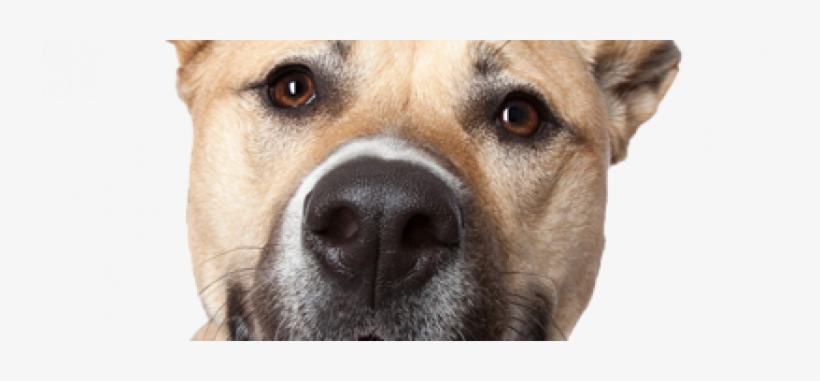 Dog Head Trans400web - Dog, transparent png download