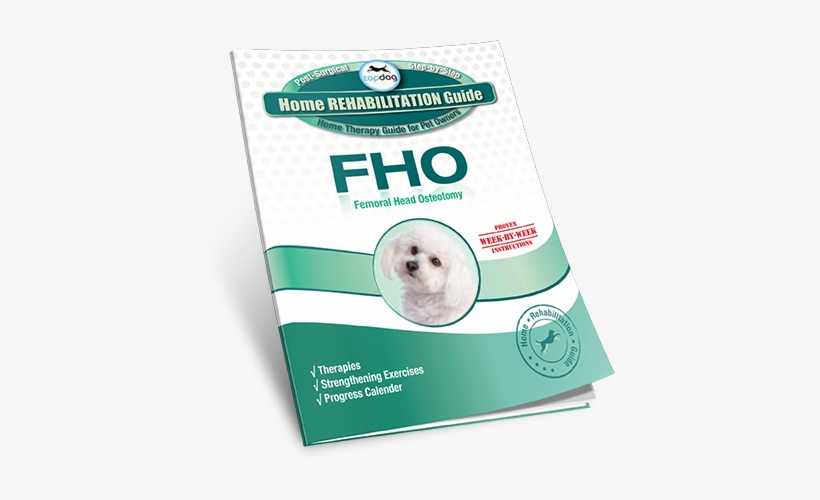 What Do I Need To Know About Femoral Head Osteotomy - Companion Dog, transparent png download