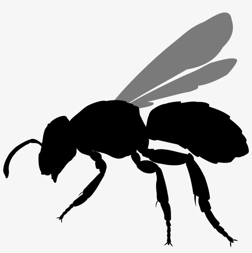 File Halictus Rubicundus Silhouette - Stingless Bee Icon Png, transparent png download