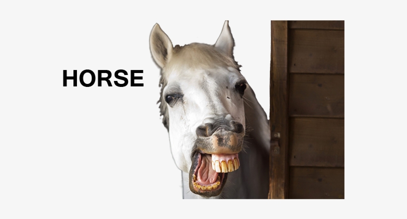 Http - //i - Imgur - Com/flomrho - Horse Teeth Smile, transparent png download
