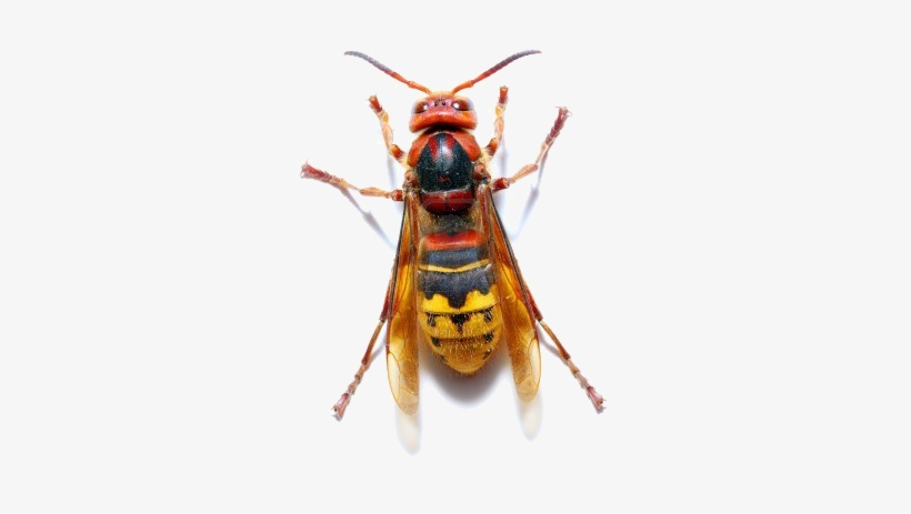 My Big Book Of Insects & Reptiles [book], transparent png download