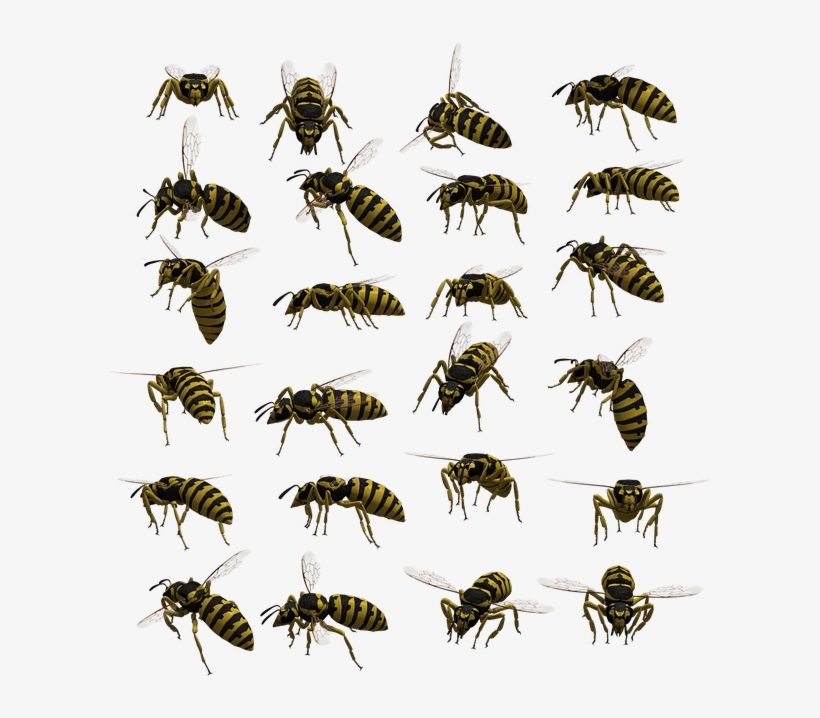 Hornet Wasp Or Yellow Jacket, transparent png download