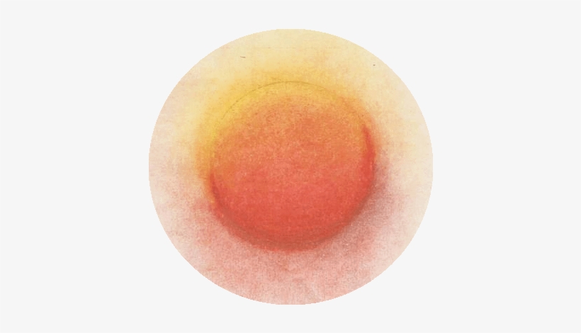 03 Círculo Rojo - Fruit, transparent png download
