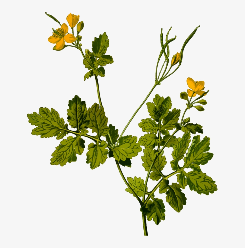 Herbal Tea Medicinal Plants Flower Parsley - Greater Celandine Png, transparent png download