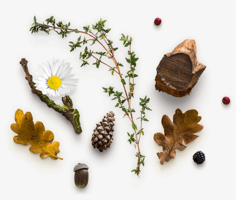 Herbal Betheme, transparent png download