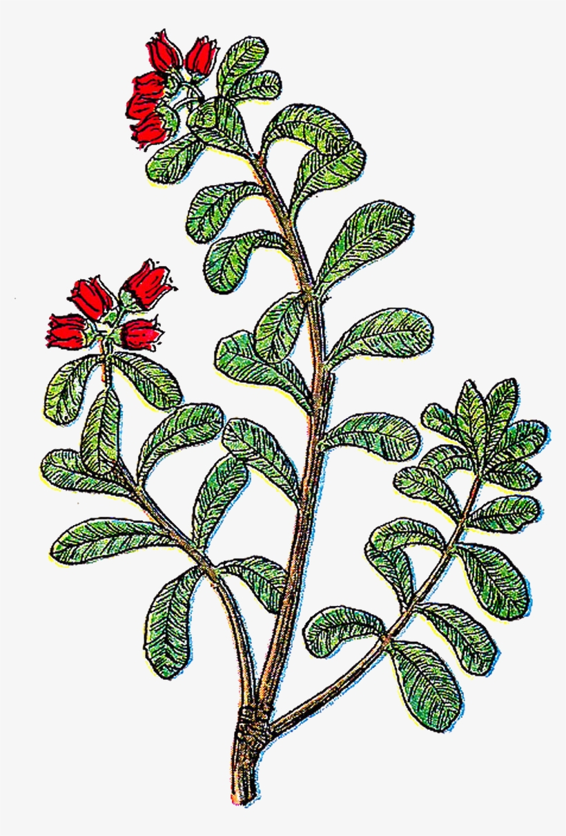 Herb - Art Print: Pop Ink - Csa Images' Plant, 24x18in., transparent png download