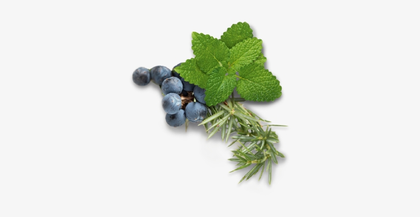 Bild1 - Seedless Fruit, transparent png download