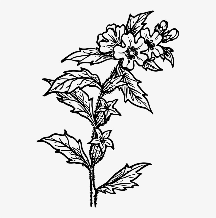 Computer Icons Download Line - Herb Line Drawing Png, transparent png download