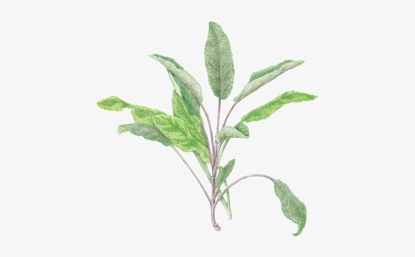 Herb, transparent png download