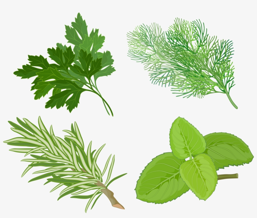 Image Transparent Peppermint Basil Spice Clip Art Pepermint - Om Shoppe Sweet Fennel Essential Oil - Certified Organic, transparent png download