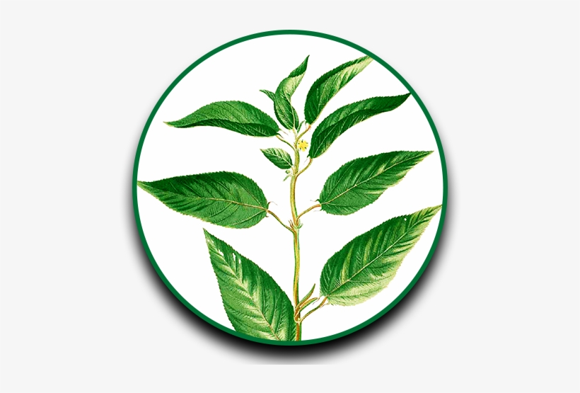 Herbs Clipart Dahon - Dahon Ng Sili, transparent png download