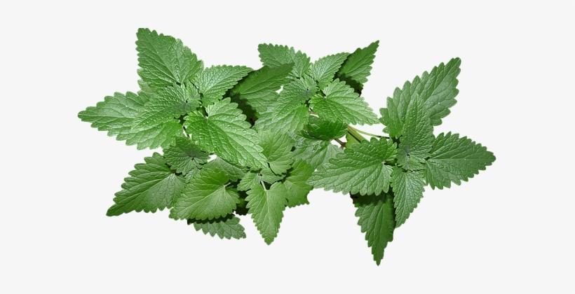 Mint, transparent png download