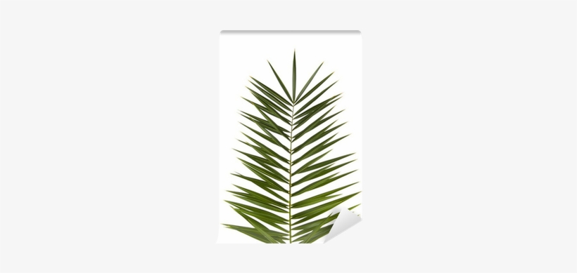 Palm Tree, transparent png download