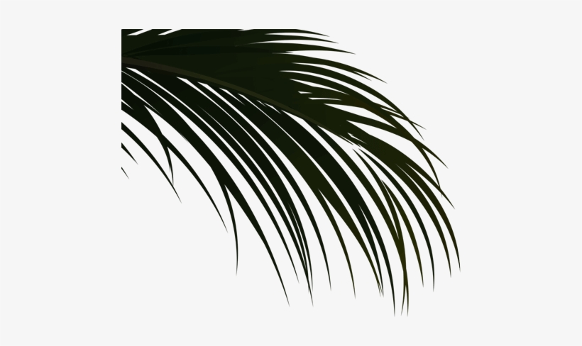 Story - Attalea Speciosa, transparent png download