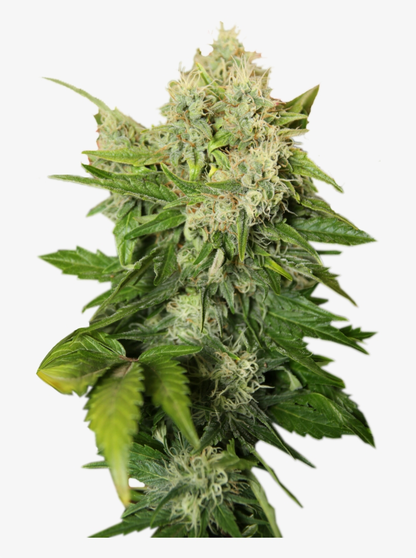 Cannabis Plant Png Transparent Png 914x1044 Free Download On Nicepng