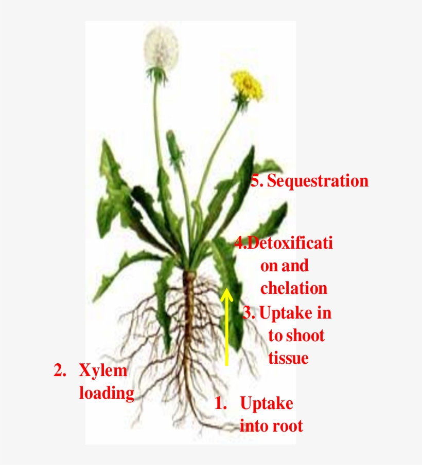 Different Pathways Of Metal Uptake And Detoxification - Cannabis, transparent png download